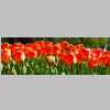 Britzer_Garten_2014_TULIPAN_DSC_0021_small.jpg
