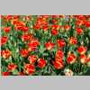 Britzer_Garten_2014_TULIPAN_DSC_0022_small.jpg