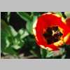 Britzer_Garten_2014_TULIPAN_DSC_0025_small.jpg