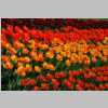 Britzer_Garten_2014_TULIPAN_DSC_0125_small.jpg