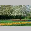 Britzer_Garten_2014_TULIPAN_DSC_0139_small.jpg