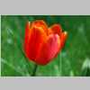 20110422_Tangermuende_Tulpe_027__copyright_Horst_Kremers.jpg